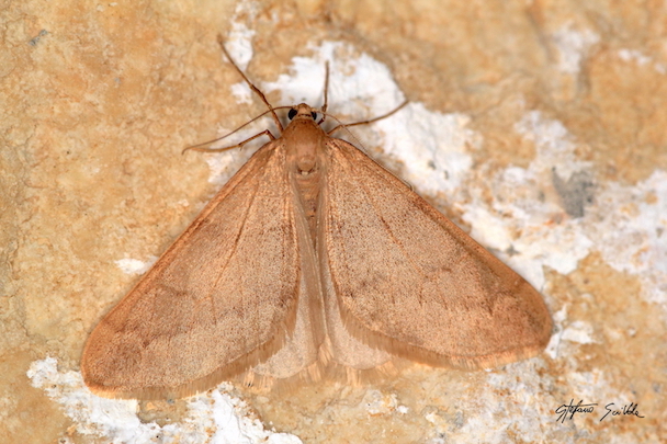 Geometridae - Alsophila aceraria